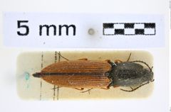 Foto (Dorsalansicht) von Corymbitodes christophi (Kiesenwetter, 1879) (NHMW-ZOO-COL-0008312)